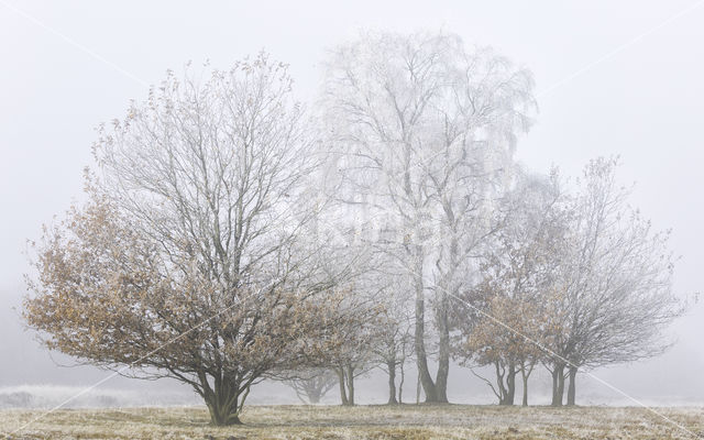 Oak (Quercus)