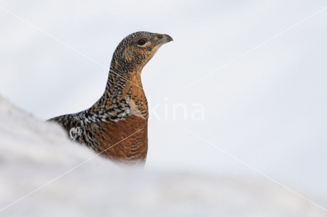 Eurasian Capercaillie (Tetrao urogallus)