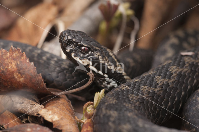 Common Viper (Vipera berus)