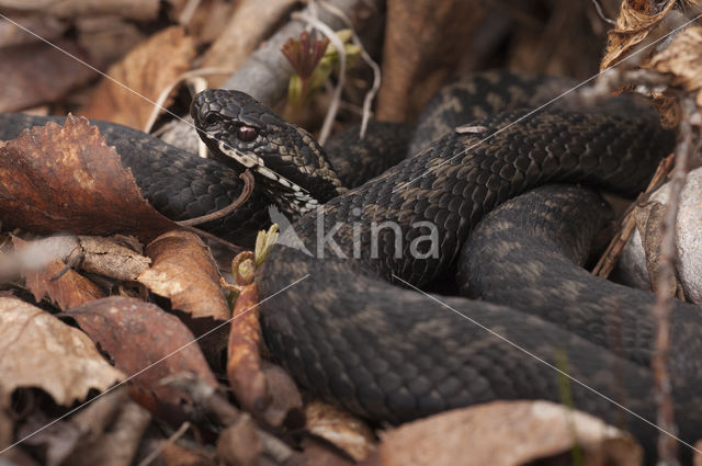 Common Viper (Vipera berus)