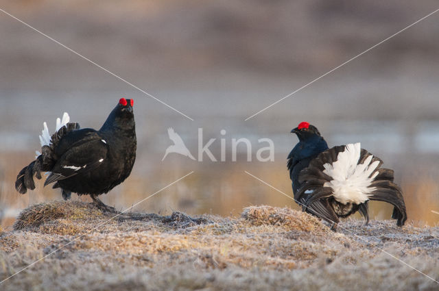 Black Grouse (Tetrao tetrix)