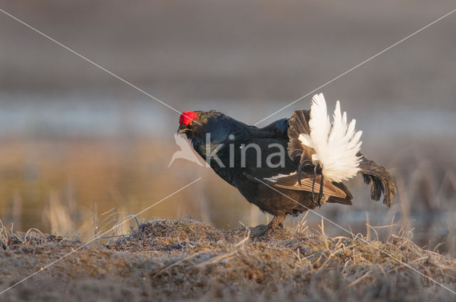 Black Grouse (Tetrao tetrix)