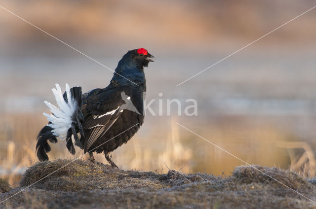 Black Grouse (Tetrao tetrix)