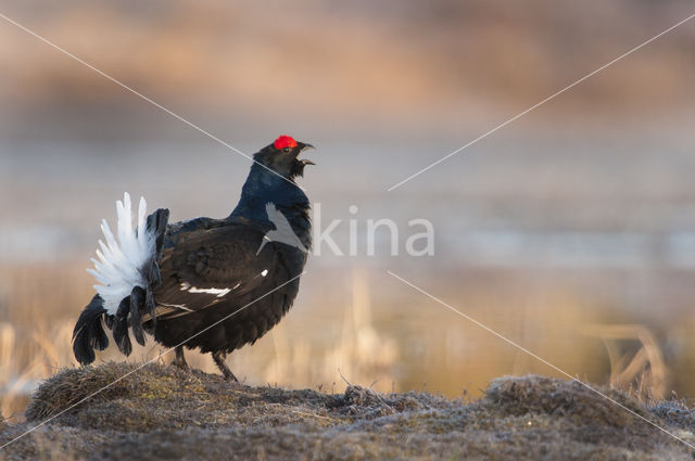 Black Grouse (Tetrao tetrix)