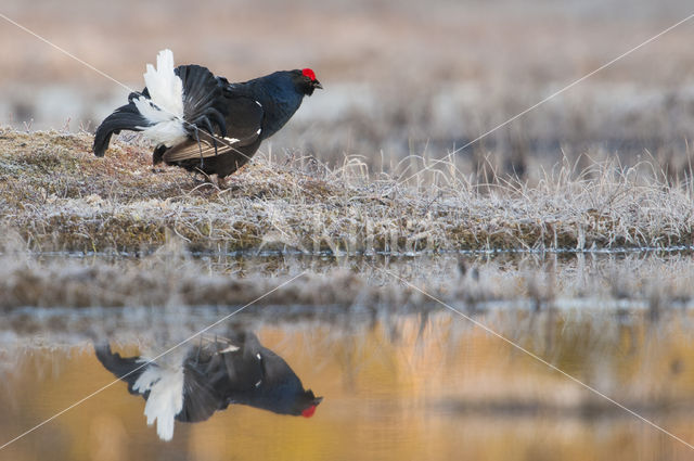 Black Grouse (Tetrao tetrix)