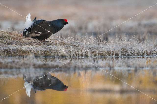 Black Grouse (Tetrao tetrix)