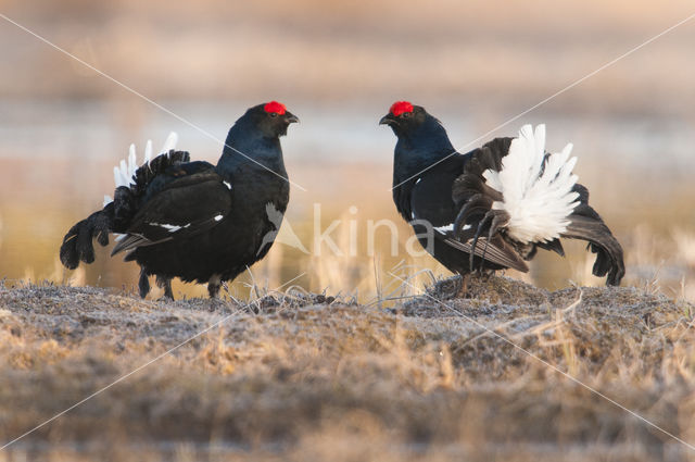 Black Grouse (Tetrao tetrix)