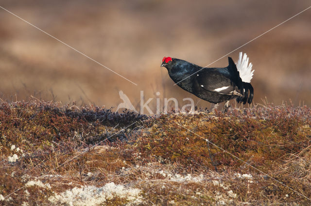 Black Grouse (Tetrao tetrix)