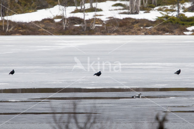 Black Grouse (Tetrao tetrix)