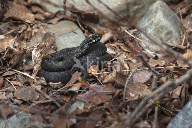 Common Viper (Vipera berus)