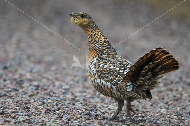 Eurasian Capercaillie (Tetrao urogallus)