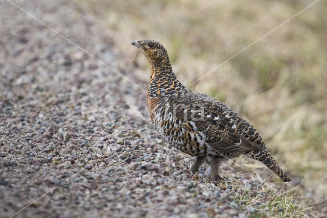 Eurasian Capercaillie (Tetrao urogallus)