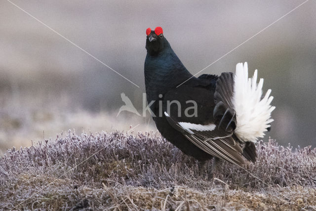 Black Grouse (Tetrao tetrix)