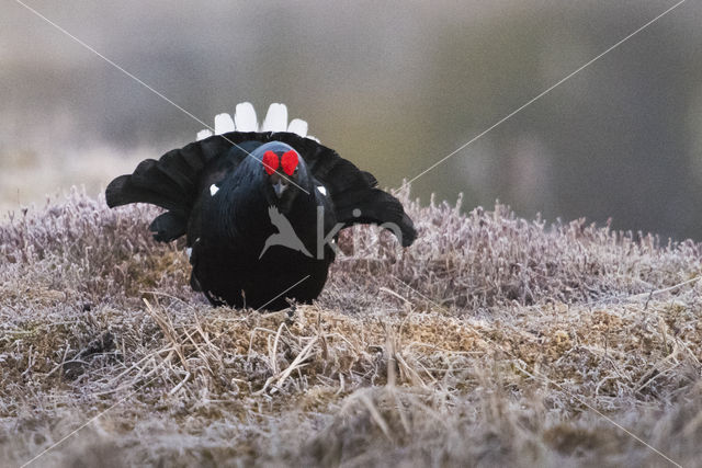 Black Grouse (Tetrao tetrix)