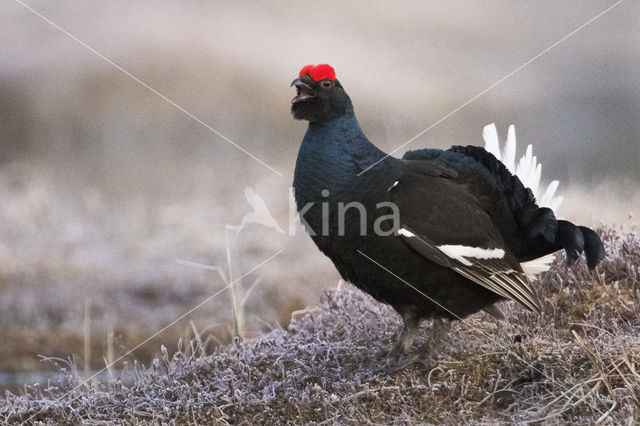 Black Grouse (Tetrao tetrix)