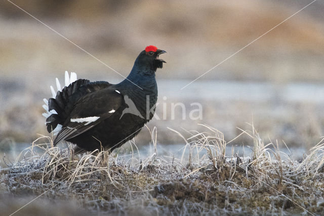 Black Grouse (Tetrao tetrix)