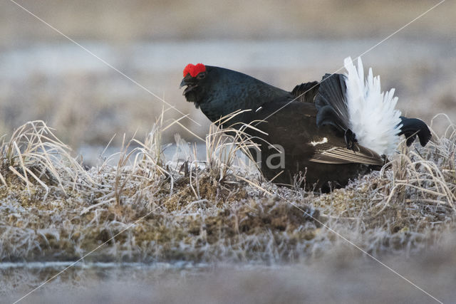 Black Grouse (Tetrao tetrix)