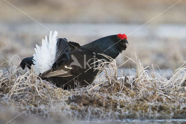 Black Grouse (Tetrao tetrix)