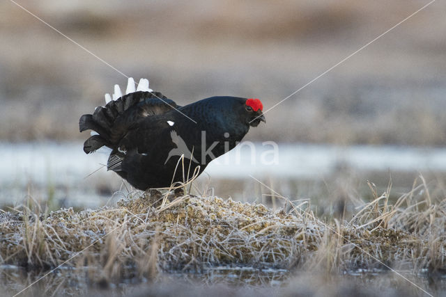 Black Grouse (Tetrao tetrix)