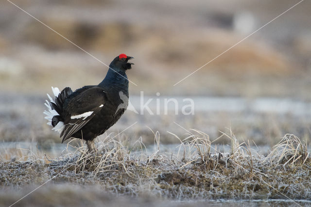 Black Grouse (Tetrao tetrix)