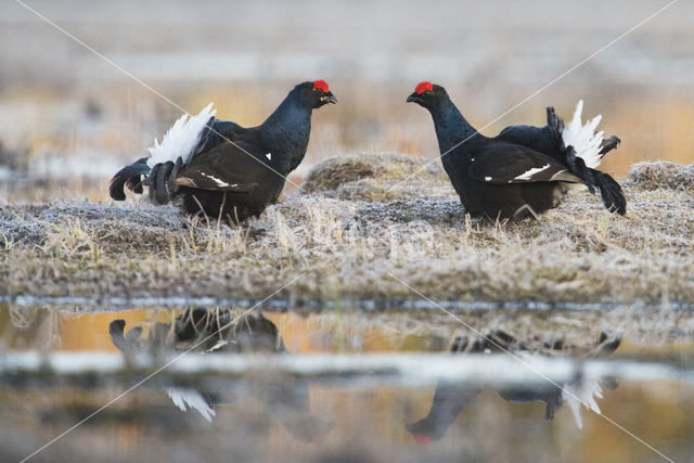 Black Grouse (Tetrao tetrix)