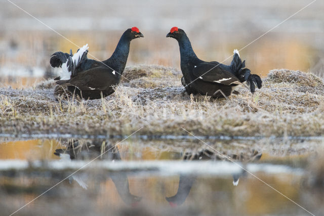 Black Grouse (Tetrao tetrix)