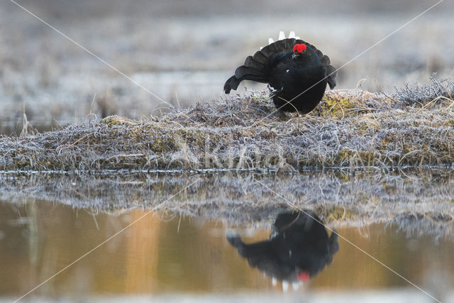 Black Grouse (Tetrao tetrix)