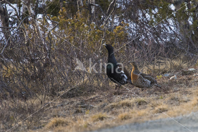 Eurasian Capercaillie (Tetrao urogallus)