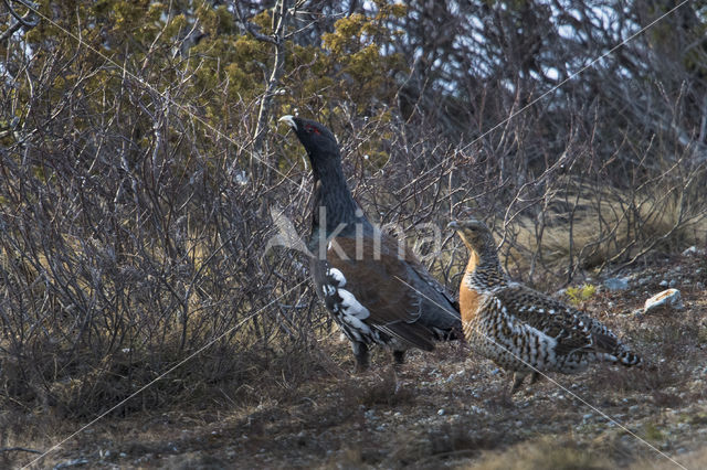 Eurasian Capercaillie (Tetrao urogallus)