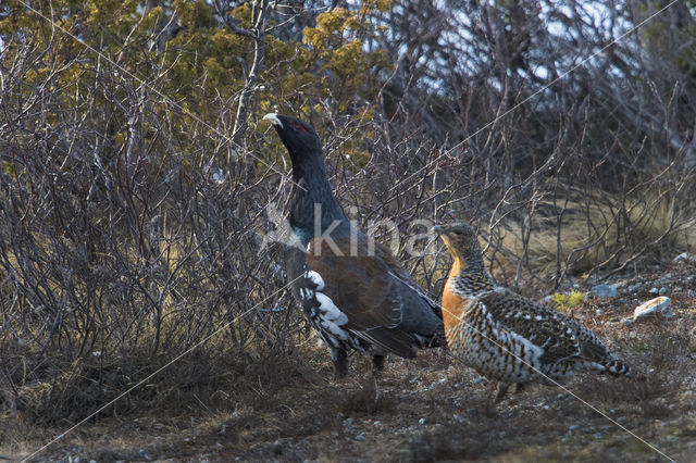 Eurasian Capercaillie (Tetrao urogallus)