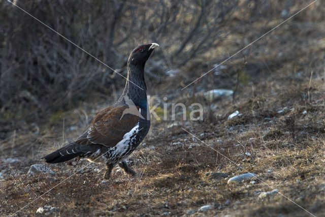 Eurasian Capercaillie (Tetrao urogallus)