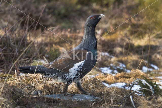 Eurasian Capercaillie (Tetrao urogallus)