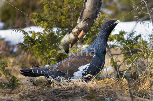 Eurasian Capercaillie (Tetrao urogallus)