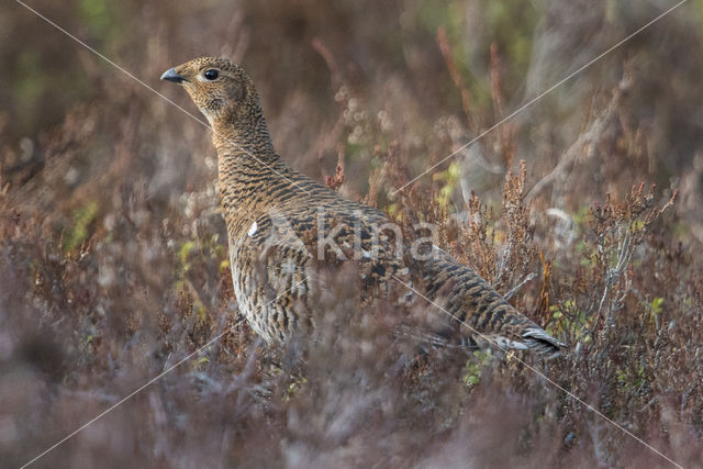 Black Grouse (Tetrao tetrix)