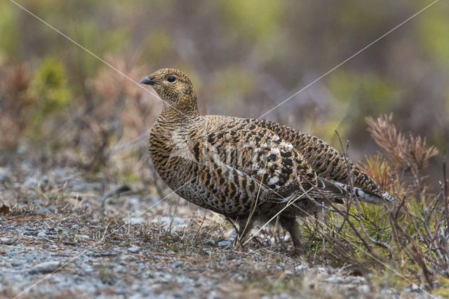 Black Grouse (Tetrao tetrix)