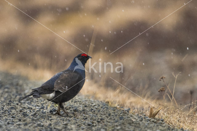 Black Grouse (Tetrao tetrix)