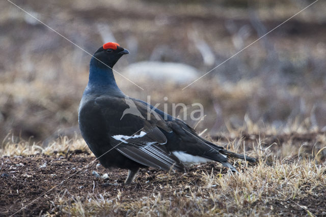 Black Grouse (Tetrao tetrix)