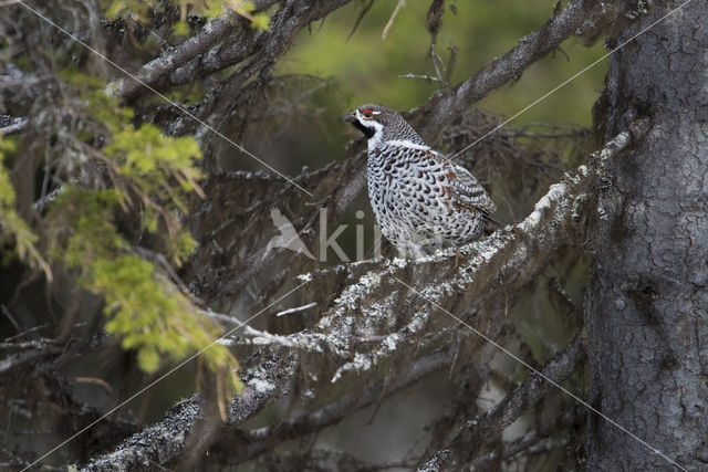 Hazel grouse (Tetrastes bonasia)