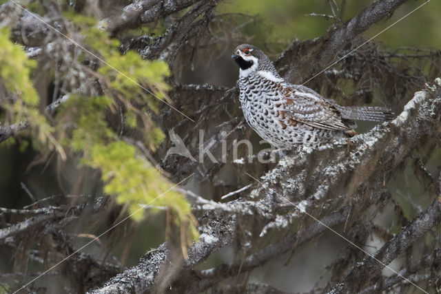 Hazel grouse (Tetrastes bonasia)