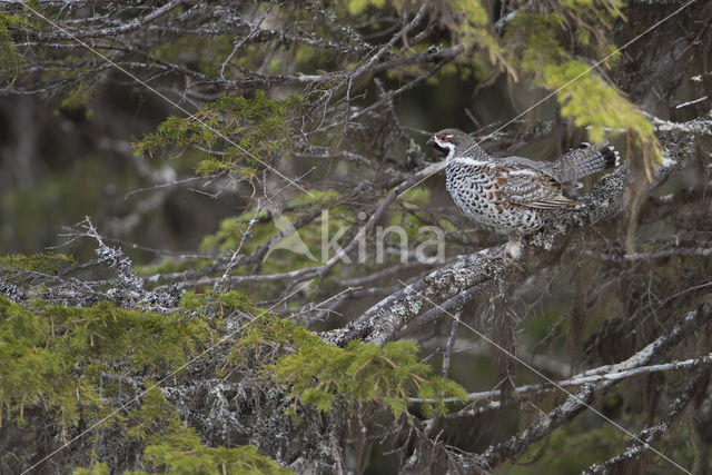 Hazel grouse (Tetrastes bonasia)