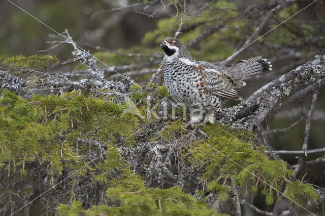 Hazel grouse (Tetrastes bonasia)