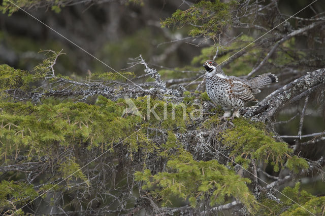 Hazel grouse (Tetrastes bonasia)