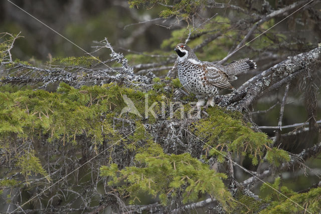 Hazel grouse (Tetrastes bonasia)