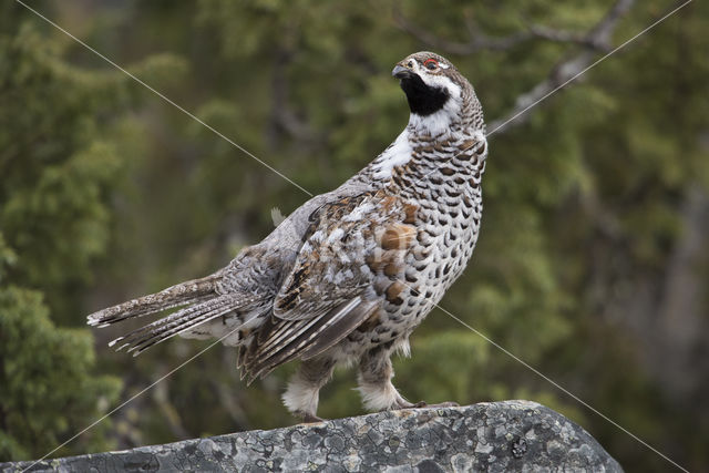 Hazel grouse (Tetrastes bonasia)