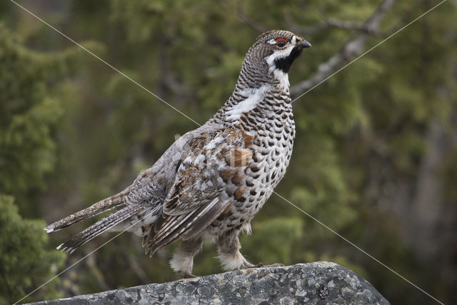 Hazel grouse (Tetrastes bonasia)