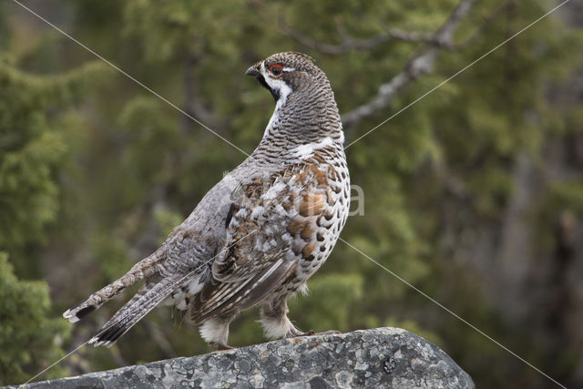 Hazelhoen (Tetrastes bonasia)