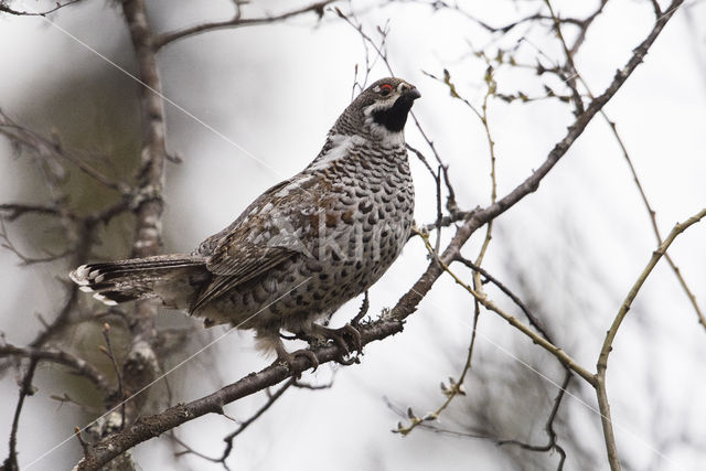 Hazel grouse (Tetrastes bonasia)