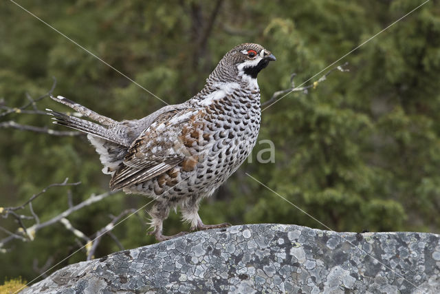 Hazelhoen (Tetrastes bonasia)