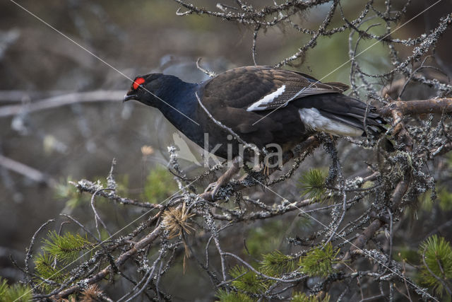 Black Grouse (Tetrao tetrix)