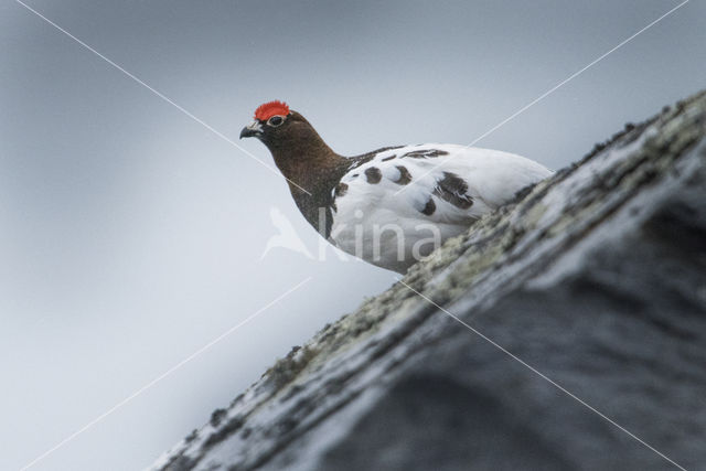 Moerassneeuwhoen (Lagopus lagopus)